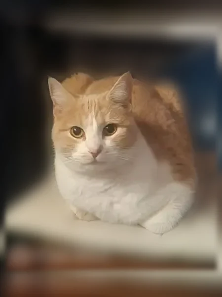 Chat perdu femelle, Rue des Jacobins, 29B, Périgueux - blanche et rousse, plutôt peureuse - photo