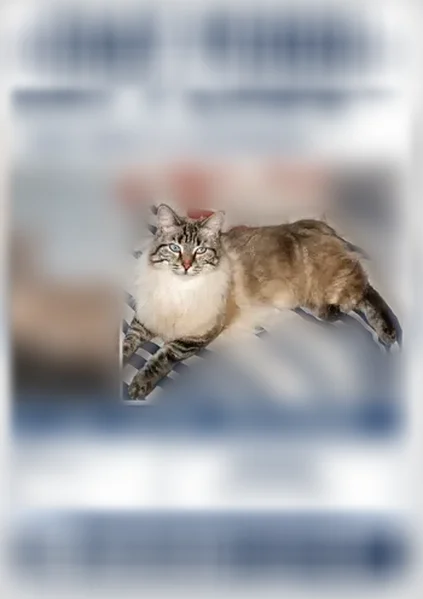 Chat perdu, Carrer del Pou de Gel, 2, Corbère-les-Cabanes, Paris — femelle, poil long blanche et grise, yeux bleus - photo