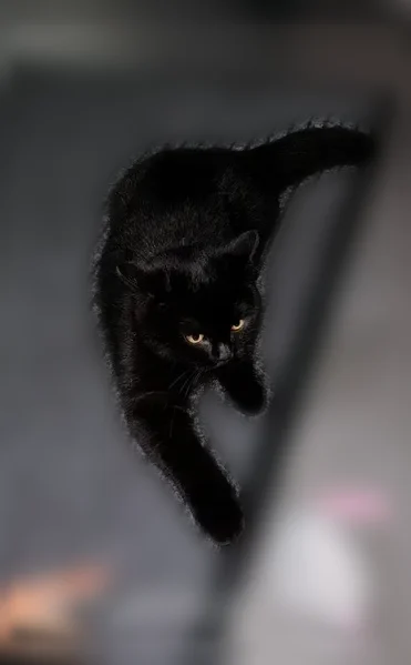 Chat perdu mâle, Rue Paul Bert, 18, Arcueil, Paris - noir uni, poils longs, yeux jaunes - photo