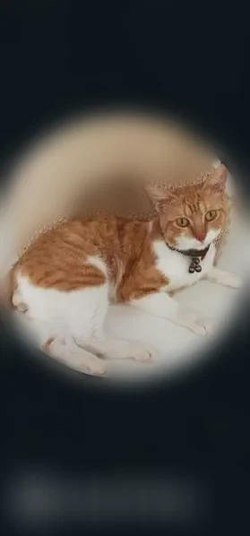 Chat perdu, Allée des Lys, Méru, Paris - mâle non pucé - photo