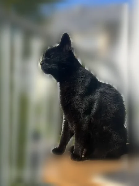 Perdu chat femelle, Villepail, Paris - cicatrice sur l'oreille - photo