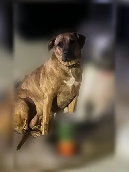 Lost dog, Larue Road, 13530, Mountainburg, Arlington - male, white with black spots, bite out of left ear - photo