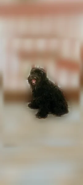 Lost dog, West Government Avenue, 350, Norfolk - female - photo