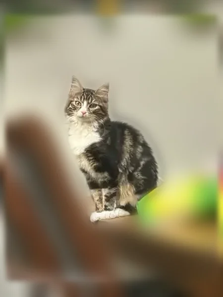 Chat perdu, Rue du Printemps, 19, Villeneuve-d'Ascq - femelle - photo