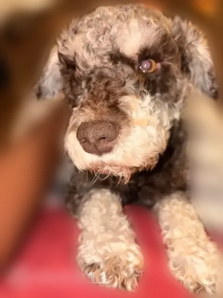 Lost dog, Quail Avenue, 607, Chesapeake - male mini schnauzer with orange collar - photo