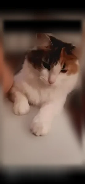 Lost cat, Wolcott Circle, 414, Ridgeland, Flowood - female long-haired calico - photo