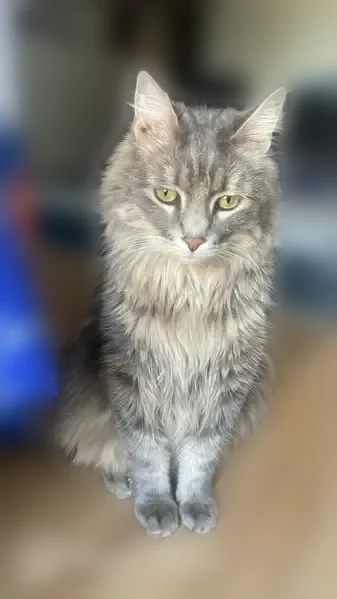 Chat perdu mâle, Rue Tolstoï, 42, Villejuif - gris et assez gros - photo