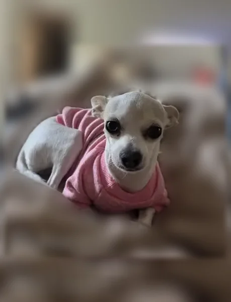 Lost dog, Vista Lejana Lane, 5366, La Cañada Flintridge - female chihuahua - photo