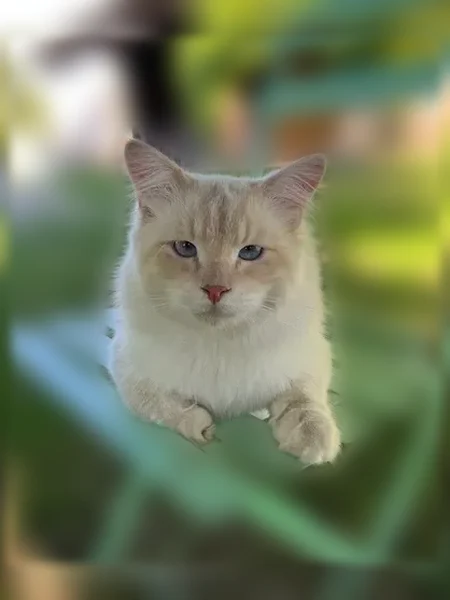 Chat perdu mâle, Pouilly-lès-Feurs - sibérien crème castré et pucé - photo
