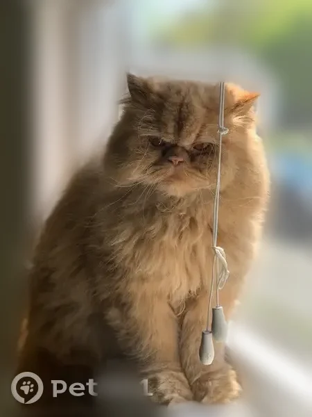 Lost cat, female, Edgewater Avenue, 8, Arlington — golden long-haired Persian cat - photo