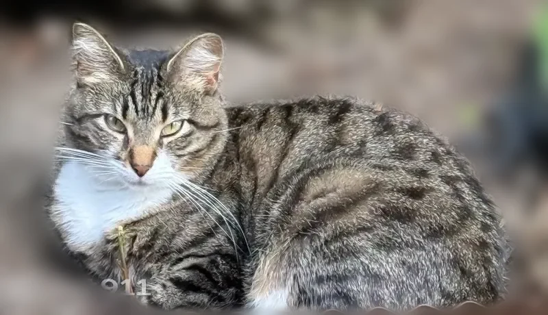 Missing cat Female, Cincinnati (usl540545) - photo