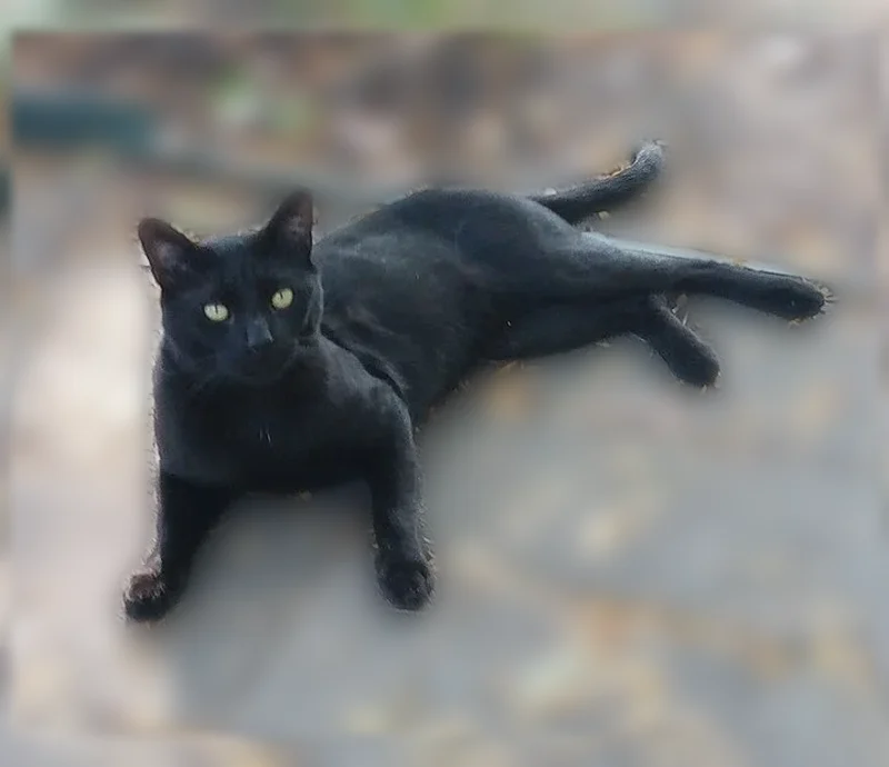 Lost cat, Bush Street, 23169, Southfield - black domestic short hair with yellow-green eyes - photo