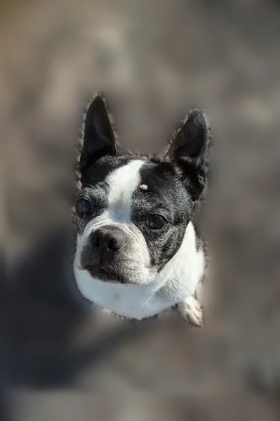 Lost dog, Aqueduct Road, 211, Washington Crossing, Newtown - female Boston terrier in a purple harness - photo