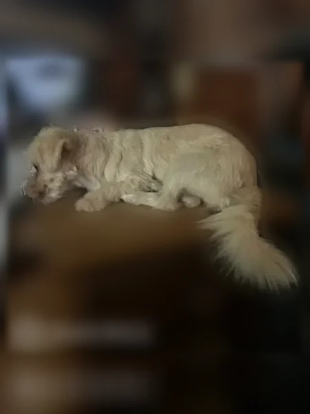 Lost dog, Annette, Harlingen — female white Shih Tzu in a whitish/grey harness - photo
