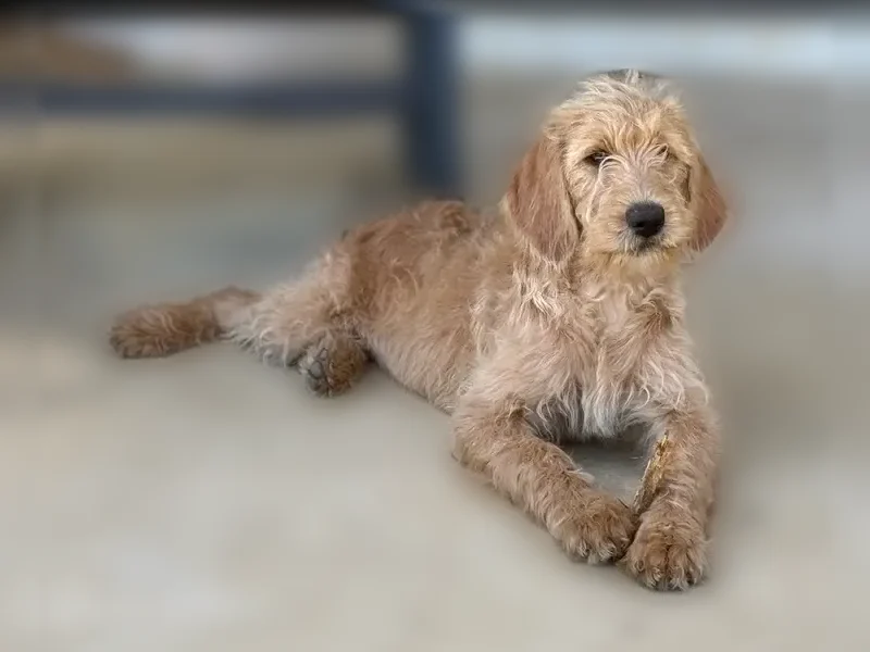 Lost dog, 3 Prong Road, 272, Brandon - female labradoodle with red fur and a yellow collar - photo