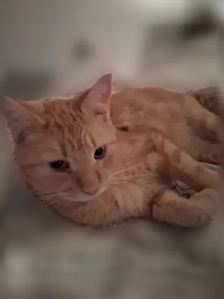 Lost cat, Fennell Avenue East, Hamilton - friendly male, went Wednesday morning - photo
