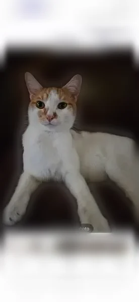Lost cat, Sullivan Street, Deltona, Orlando - white and orange, short hair - photo