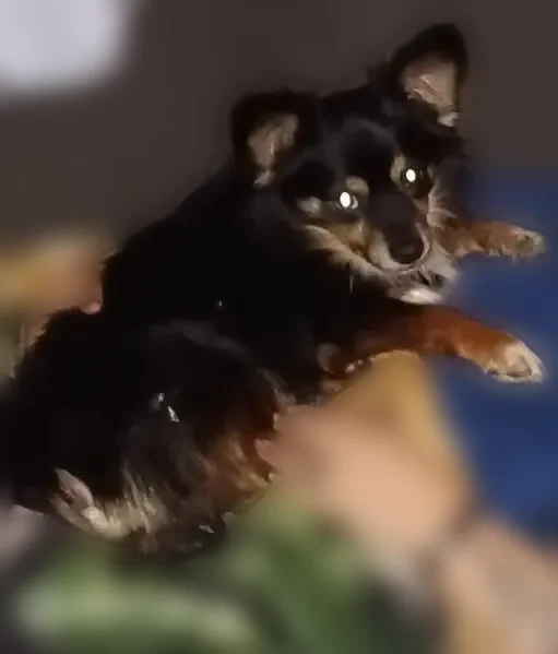 Lost dog, Iowa Street, 111, Indianapolis - male, black/brown/white - photo