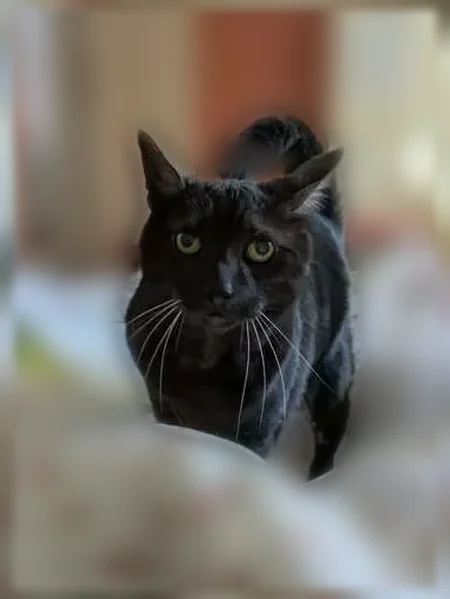 Chat perdu, Rue des Cigognes, 18, Bischheim - mâle, grand et bien portant - photo