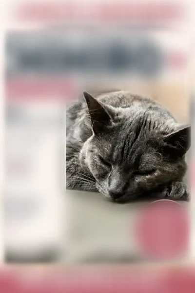 Chat perdu, femelle, Rue Dubignon, 30, Le Mans - grise avec quelques taches beige - photo