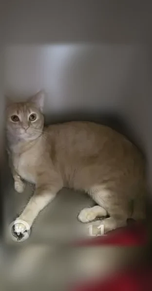 Lost cat, 11th Street, Orchard Hills, Oklahoma - male, friendly - photo