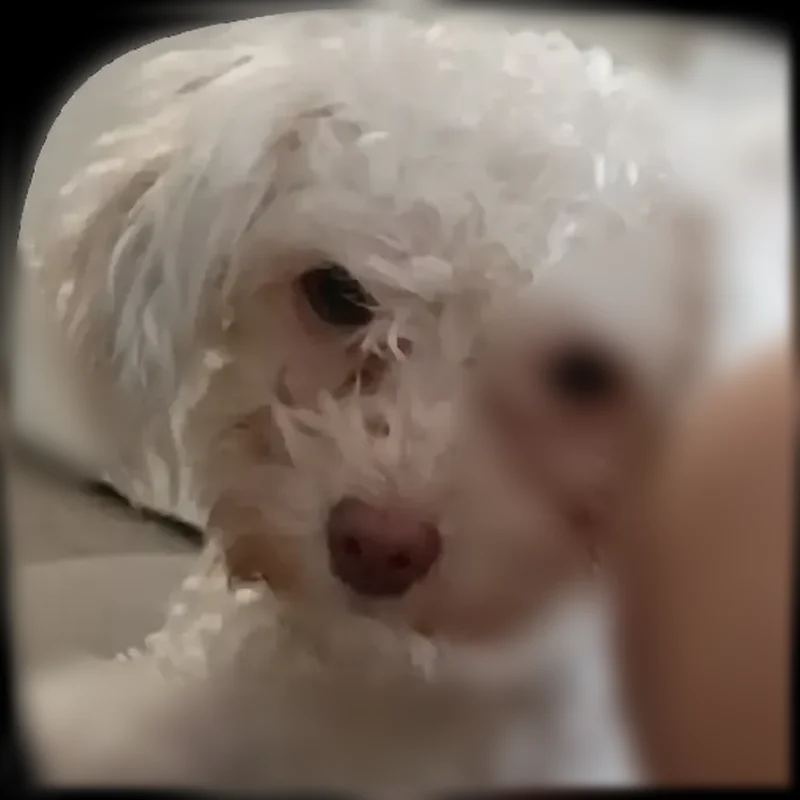 Lost dog, Magoffin Avenue, 2114, El Paso - female, white poodle, needs meds - photo