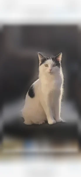 Chat perdu, femelle, Avenue de Paris, 56, Vernon — petite, blanche, très craintive - photo