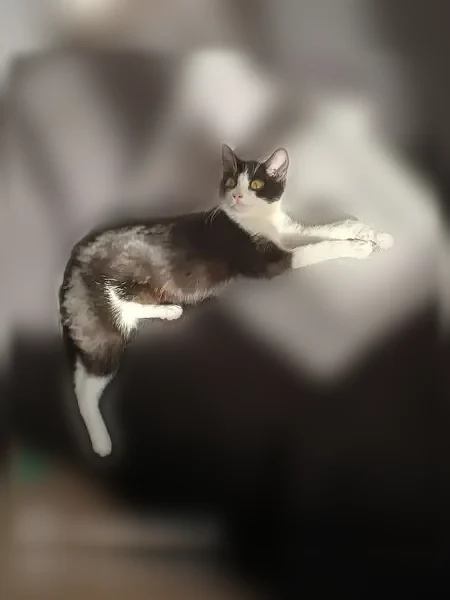Chat perdu femelle, Rue du Père de Foucauld, 8, Nevers - noir et blanche, yeux verts - photo