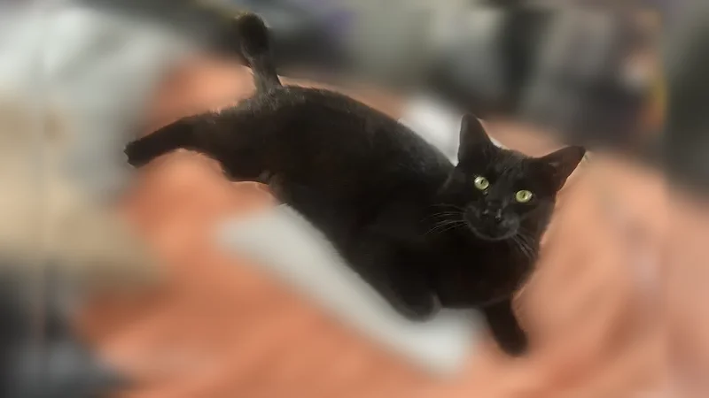 Lost cat, Harrison Avenue, 566, Lancaster - male, gold eyes - photo