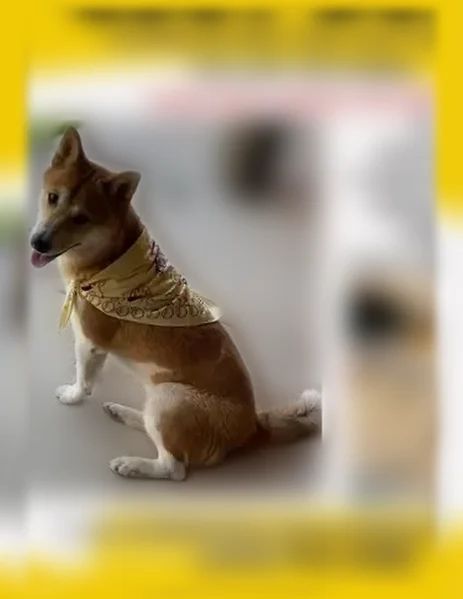 Lost dog, Black Hawk, Colorado, Arlington - female, gold and white, blue harness - photo