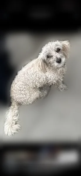 Lost dog, South Gerhart Avenue, 612, Los Angeles — female, cloudy white eyes - photo