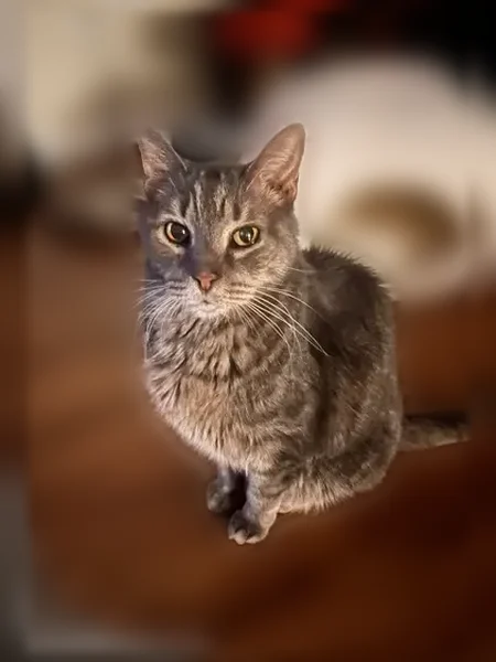Lost cat, male, Sylvan Oak Way, 25, Perry Hall - gray striped, elderly - photo
