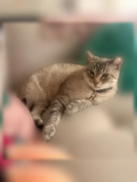 Lost cat, Antietam Avenue, 1592, Detroit - male, green collar with bell, clipped ear - photo