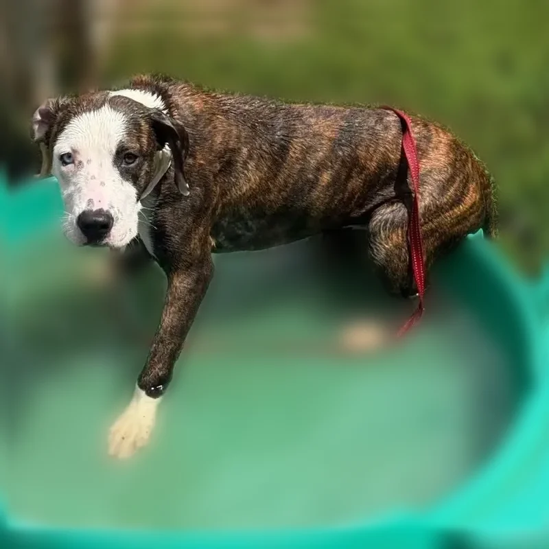 Lost dog, Mulberry Road, 682b, Hazel Green — female, one blue eye and one brown - photo