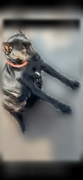 Chien perdu, femelle, Chemin du Burgerbach, 2, Paris - toute noire, jeune - photo