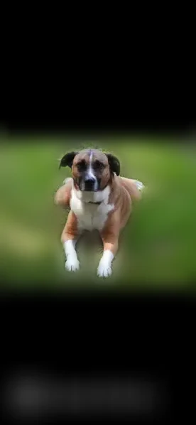 Lost dog, Browns Lane, 31, Newark - female, pink Kong collar - photo