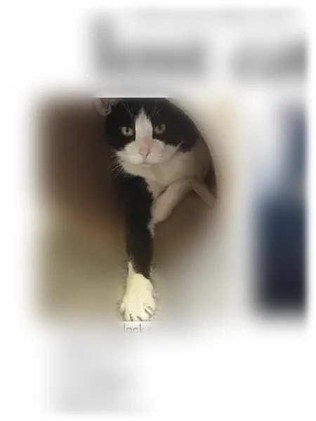 Lost cat, Wilmington Manor, Delaware, Philadelphia - male, tuxedo pattern - photo