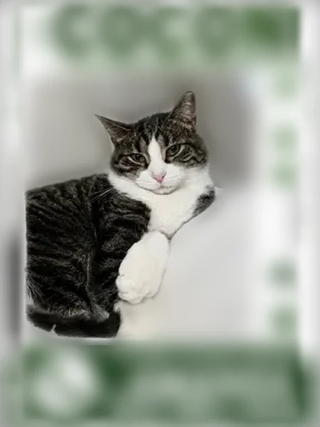 Lost cat, Amityville, New York, West Babylon - photo