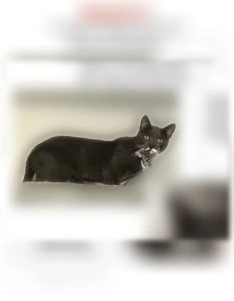 Lost male cat, 76th Avenue, 247-05, Lynbrook — dinosaur bow tie, grey flea collar - photo