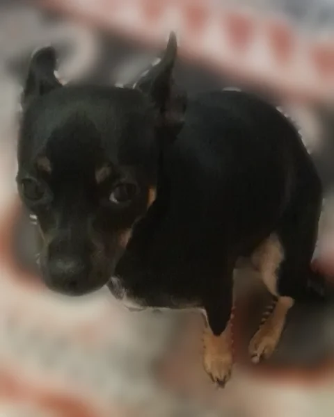 Chien perdu, Rue Georges Méliès, 1, Bessancourt, Albi - femelle Chihuahua croisé Pinscher, pucée - photo