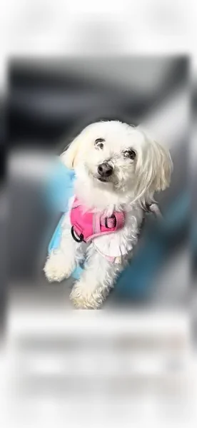 Lost dog, Ryerson Road, 776, Franklin Lakes - female, white Morkie with tan spots - photo