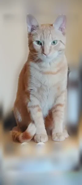 Lost cat, Brown Street, 52, Pawtucket - photo