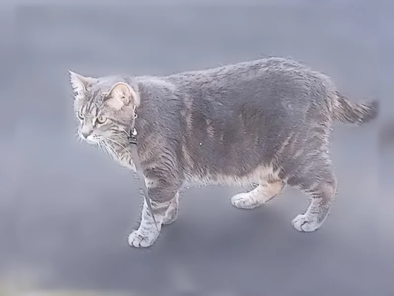 Lost cat, Rockford, Illinois - large grey neutered male - photo