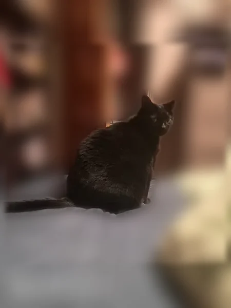 Lost cat, Pennsylvania 885, 536, Clairton - male, red collar, chipped ear - photo
