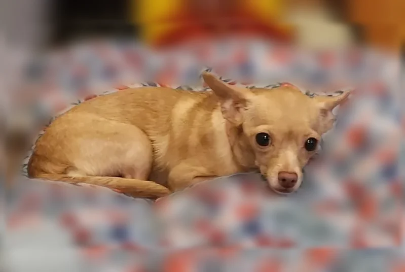 Missing dog Female, Salt Lake City (usl540616) - photo