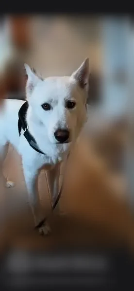 Lost dog, West 1st Street, 100, Los Angeles - male - photo