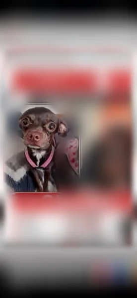 Lost dog, Blue Island, Chicago - female Chihuahua, light brown eyes - photo