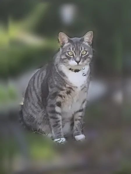 Lost cat, male, Paseo De Gracia, 355, Redondo Beach - shy striped cat, microchipped - photo