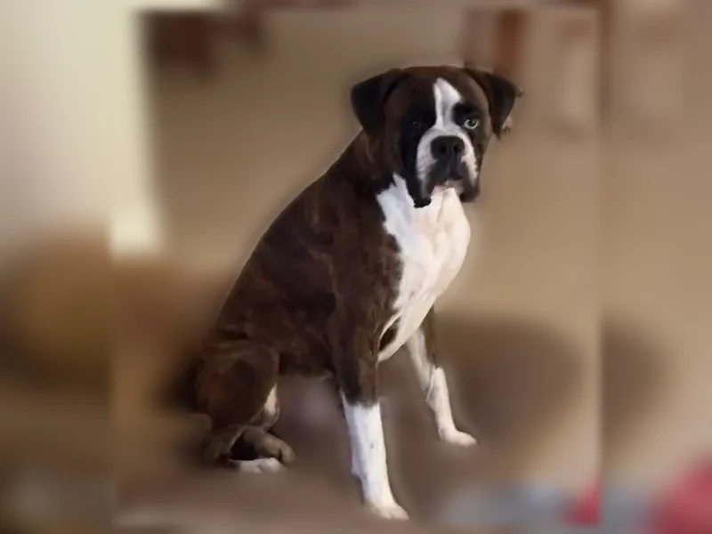 Lost dog, Collier Parkway, 3032, Land O' Lakes, Victor - male boxer with an American flag collar - photo