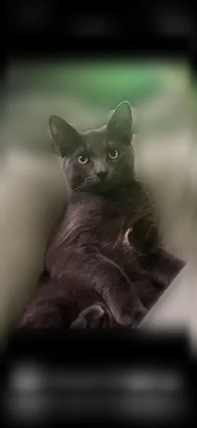 Lost cat, Buckingham Street, 1427, Toledo - male, all grey, chipped ear - photo